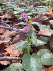 Lamium maculatum