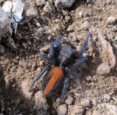 Plexippus tsholotsho