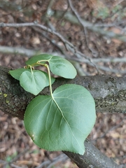 Prunus armeniaca