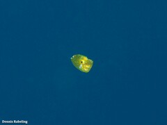 Stephanolepis hispida