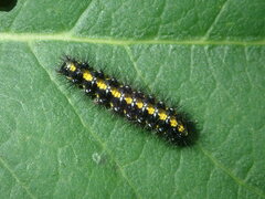 Callimorpha dominula