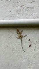 Anolis sagrei