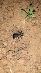 Ectrichodia crux