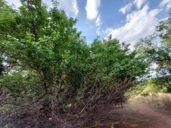 Prunus armeniaca