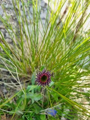 Erigeron uniflorus