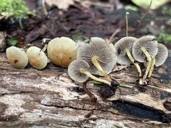 Hypholoma subviride