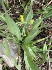 Hypoxis villosa