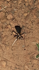 Ectrichodia crux