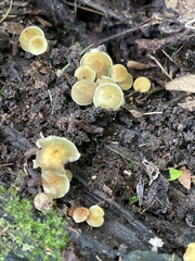 Hypholoma subviride