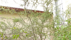 Condalia microphylla