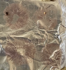 Hypholoma subviride