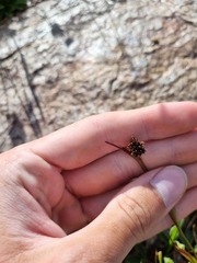 Luzula spicata