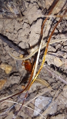 Blattodea