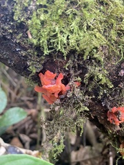 Agaricomycotina