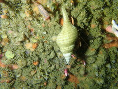Africofusus ocelliferus