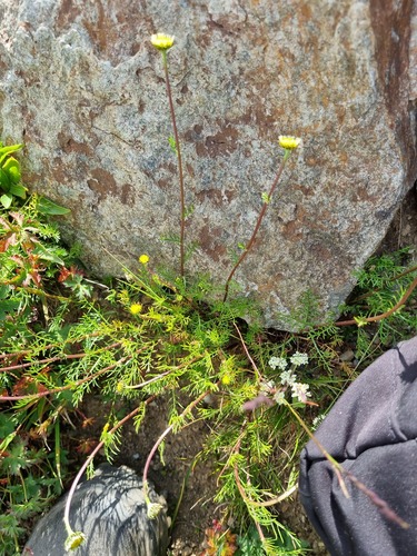 Tripleurospermum caucasicum, photograph 4