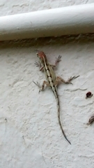 Anolis sagrei