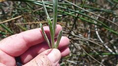 Pseudognaphalium stramineum
