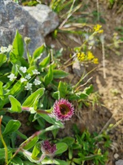 Erigeron uniflorus