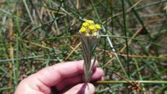 Pseudognaphalium stramineum