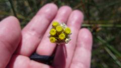 Pseudognaphalium stramineum