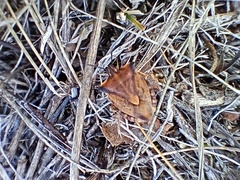 Carpocoris fuscispinus