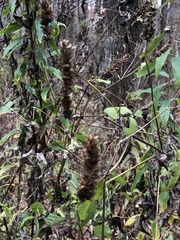 Agastache scrophulariifolia
