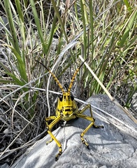 Taeniopoda tamaulipensis