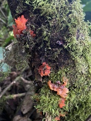 Agaricomycotina