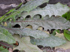 Golovinomyces cichoracearum