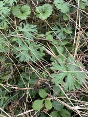 Geranium carolinianum