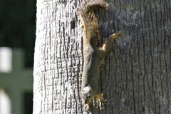 Sciurus niger