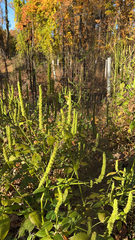 Agastache nepetoides