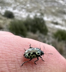 Zygogramma signatipennis