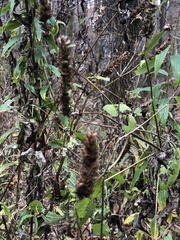 Agastache scrophulariifolia