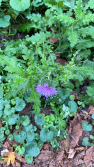Carduus crispus