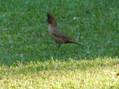 Pseudoseisura lophotes