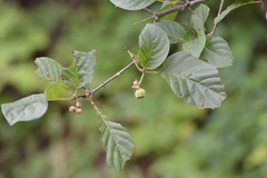 Guettarda macrosperma