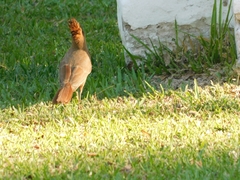 Pseudoseisura lophotes