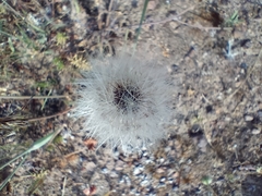 Hypochaeris glabra