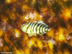 Seriola