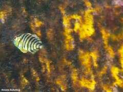 Seriola