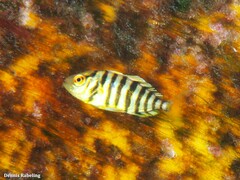 Seriola