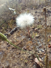 Hypochaeris glabra