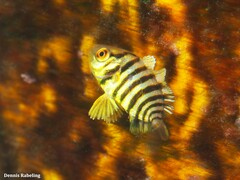Seriola