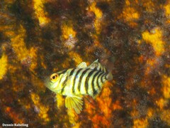 Seriola