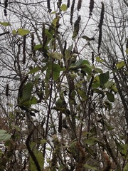Agastache scrophulariifolia