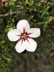 Adenandra uniflora