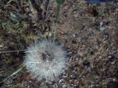 Hypochaeris glabra