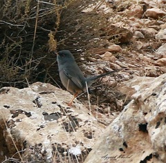 Curruca sarda